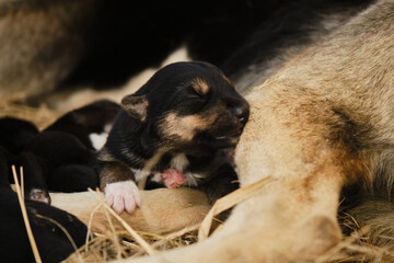 Tiny Alaskan husky from Northern sled dog kennel sleeps next to mother and other puppies. Mongrel was recently born, eyes still closed. Newborn black and red puppy portrait close up.