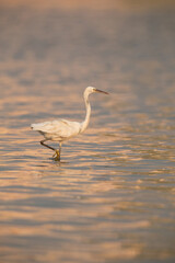 Western reef egret white morphed fishing at Maameer water, Bahrain