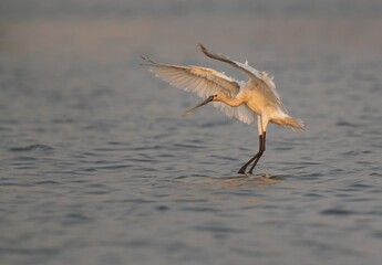 Eurasian Spoonbill landing at Maameer water, Bahrain
