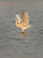 Eurasian Spoonbill settling down after landing at Maameer, Bahrain
