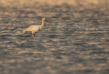 Eurasian Spoonbill in the morning light,  Bahrain