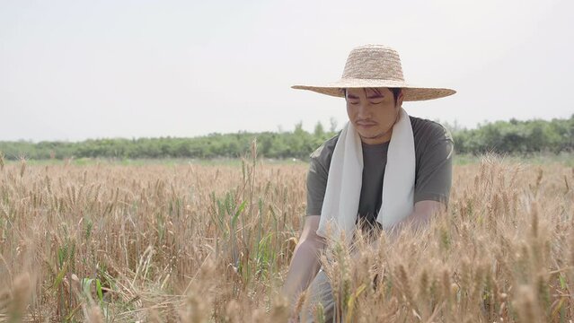 Farmer working in wheat field,4K