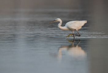 Western reef heron fishing in the morning, Bahrain