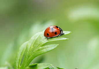 Coccinelle