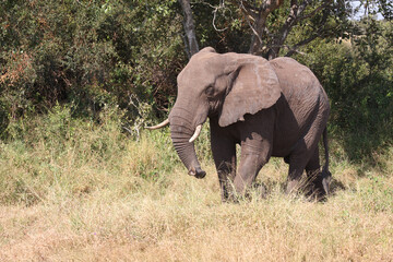Afrikanischer Elefant / African elephant / Loxodonta africana