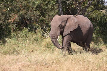 Afrikanischer Elefant / African elephant / Loxodonta africana