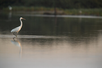 Western reef heron in the mrorning at Maameer, Bahrain