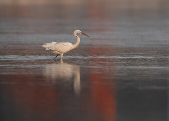 Western reef heron in the morning hours at Maameer, Bahrain