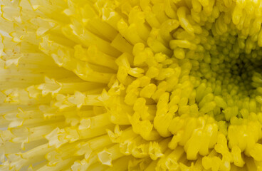 background of asters close-up