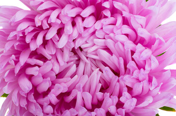 background of asters close-up