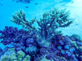 Corals in Egypt