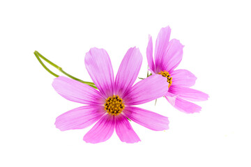 Fototapeta premium cosmea flower isolated