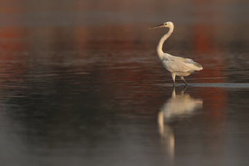 Western reef heron and colorful reflection on water, Bahrain