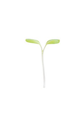 Green sunflower sprouts