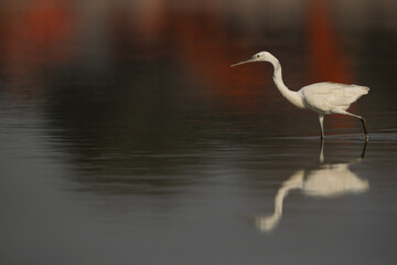 Western reef heron fishing with dramatic colorful reflection, Bahrain