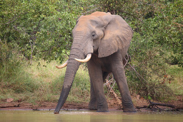 Afrikanischer Elefant / African elephant / Loxodonta africana