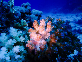 Fototapeta na wymiar Coral Texture