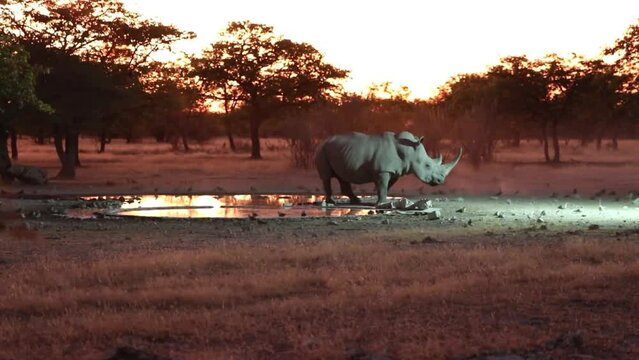 Rhinoc&eacute;ros blanc &agrave; l'abreuvoir