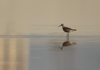 Curlew Sandpiper at Maameer coast, Bahrain