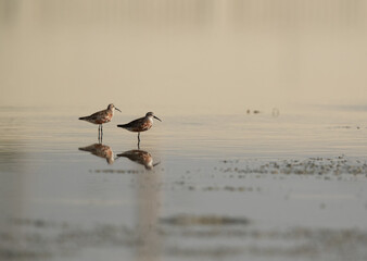 A pair of Curlew Sandpiper at Maameer coast, Bahrain