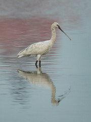 Eurasian Spoonbill in the early morning light with beautiful hue on water, Bahrain