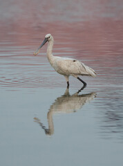 Eurasian Spoonbill in the early morning light, Bahrain