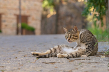 A stray cat washes on the edge of a stone road.