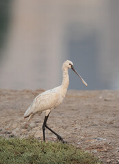 Portrait of a Eurasian Spoonbill in the morning, Bahrain