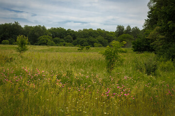 Field and Flowers