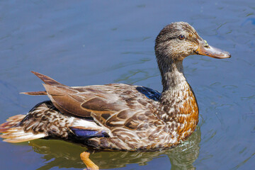 Fototapeta premium Female Mallard (2022)