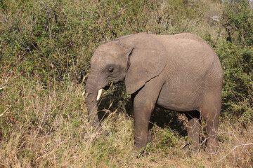 Afrikanischer Elefant / African elephant / Loxodonta africana