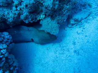 Scuba Diving in the Red Sea in Egypt