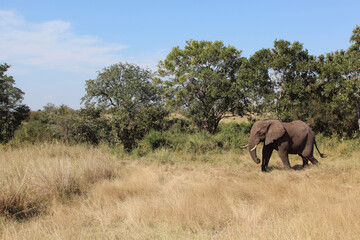 Obraz premium Afrikanischer Elefant / African elephant / Loxodonta africana