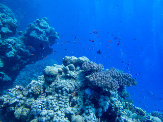 Naklejka na ściany i meble Scuba Diving in the Red Sea in Egypt