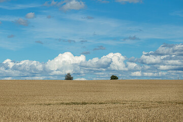 wheat field under cloudy sky