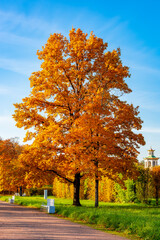 Maple tree in autumn in Alexander park, Tsarskoe Selo (Pushkin), Saint Petersburg, Russia