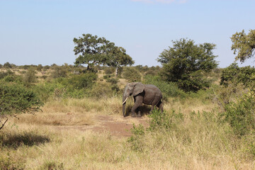 Fototapeta premium Afrikanischer Elefant / African elephant / Loxodonta africana
