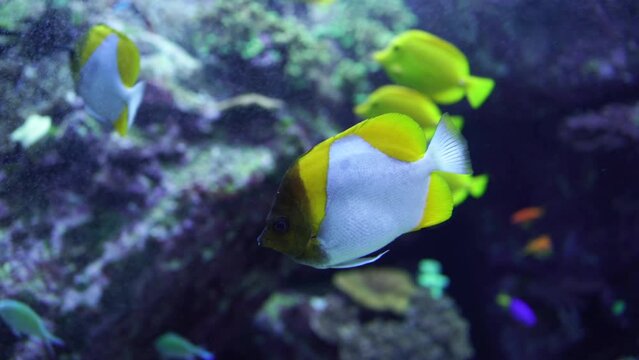 he pyramid butterfly fish - hemitaurichthys polylepis