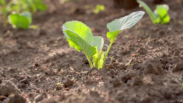 A young green sprout of white cabbage close-up grows in a garden bed in the sun. Smooth camera rotation counterclockwise