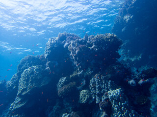 Fototapeta na wymiar Scuba Diving in the Red Sea in Egypt