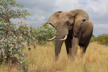 Fototapeta premium Afrikanischer Elefant / African elephant / Loxodonta africana