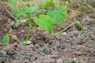 Young cucumber plants in the open ground near the trellis net. Growing eco-vegetables
