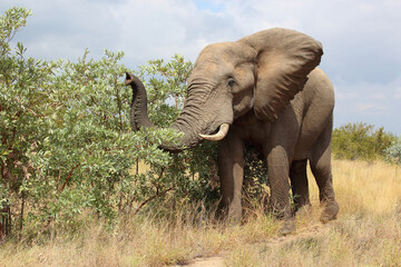 Afrikanischer Elefant / African elephant / Loxodonta africana