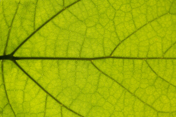 Fototapeta na wymiar Translucent leaf of catalpa tree back lit by bright summer sun revealing fine cellular structures and veins. Macro close up catawba, a genus of flowering plants in the family Bignoniace in a park.