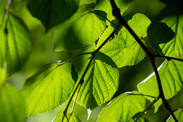 Foliage and Flowers of a Tilia or lime tree on a sunny summer day with heart shaped bright green and fresh leaves and back light revealing structures and veins. Macro close up natural background.