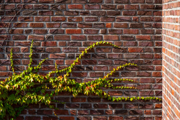 Ivy (Hedera) tendrils with bright green, orange leaves growing on a red brick wall of a house in Sauerland Germany. Contrast of warm red artificial facade and organic plant. Symbol of growth and time.