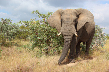 Fototapeta premium Afrikanischer Elefant / African elephant / Loxodonta africana
