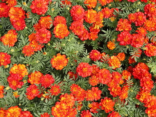 Top view orange yellow marigold flowers, full frame. Floriculture collection.