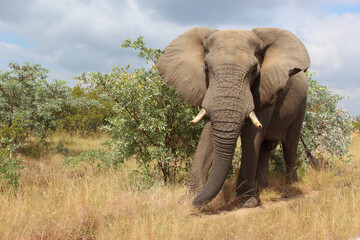 Obraz premium Afrikanischer Elefant / African elephant / Loxodonta africana