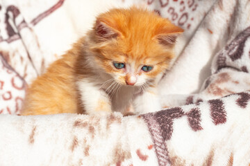 A small red kitten looks down. The growth and development of a domestic cat